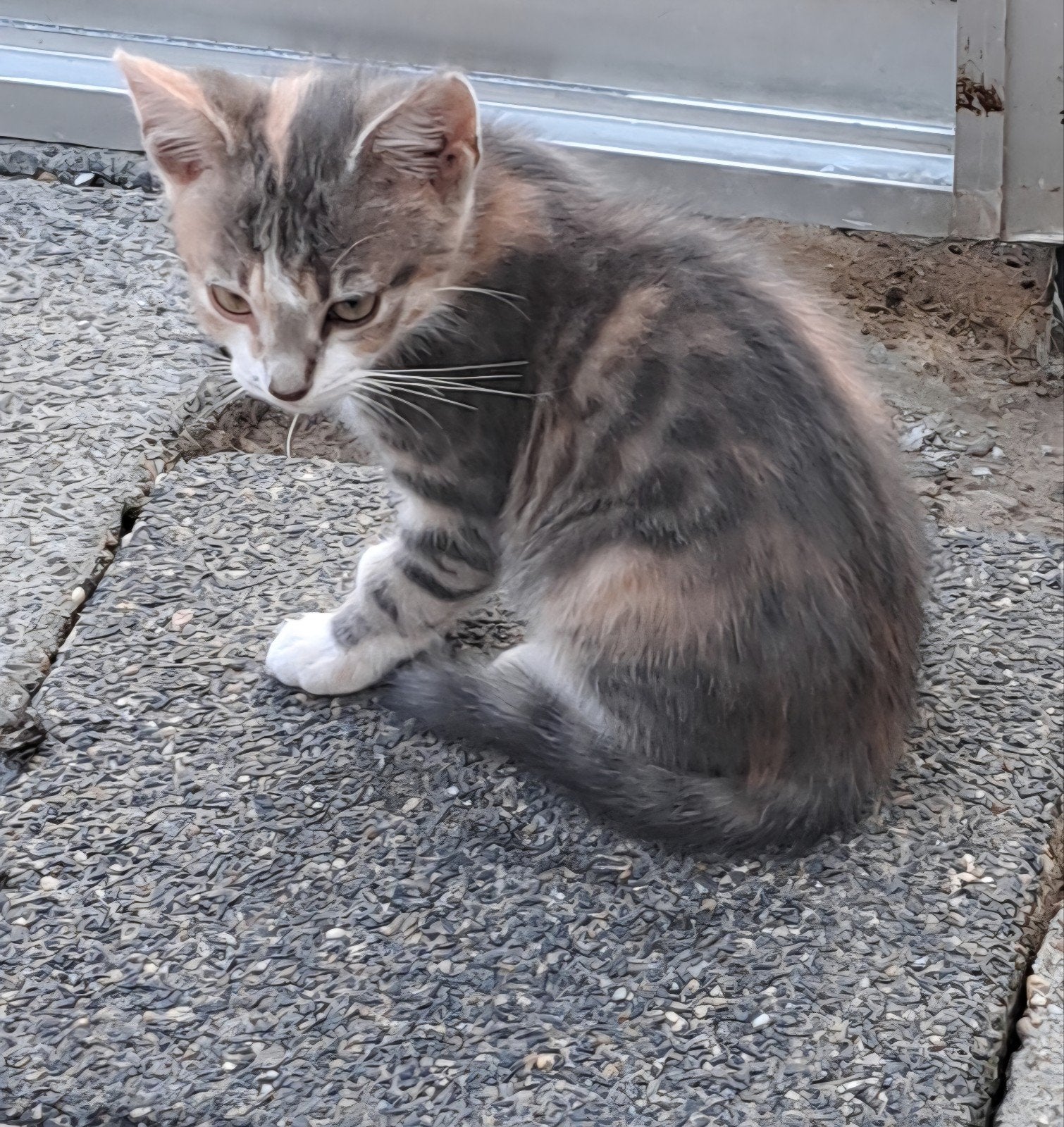 Lieve kittens zoeken liefdevolle huis €50-€150, Meerdere dieren, Ontwormd