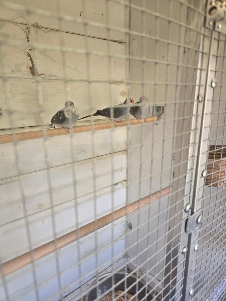 3 diamantduiven, Dieren en Toebehoren, Meerdere dieren