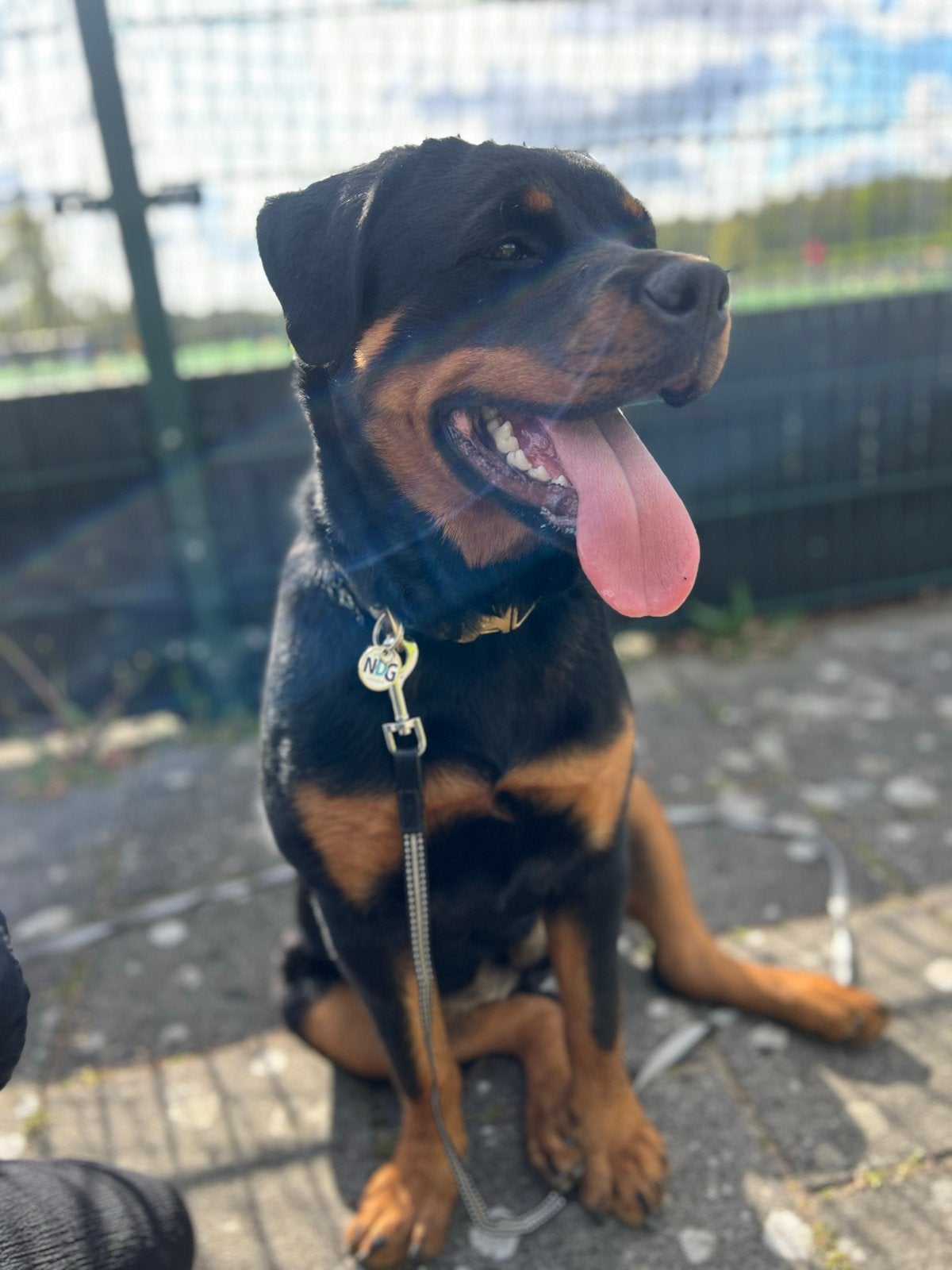 Rottweiler teef 11 maanden zoekt nieuwe thuis, 15 weken tot 1 jaar, Overige rassen, Teef, Eén hond