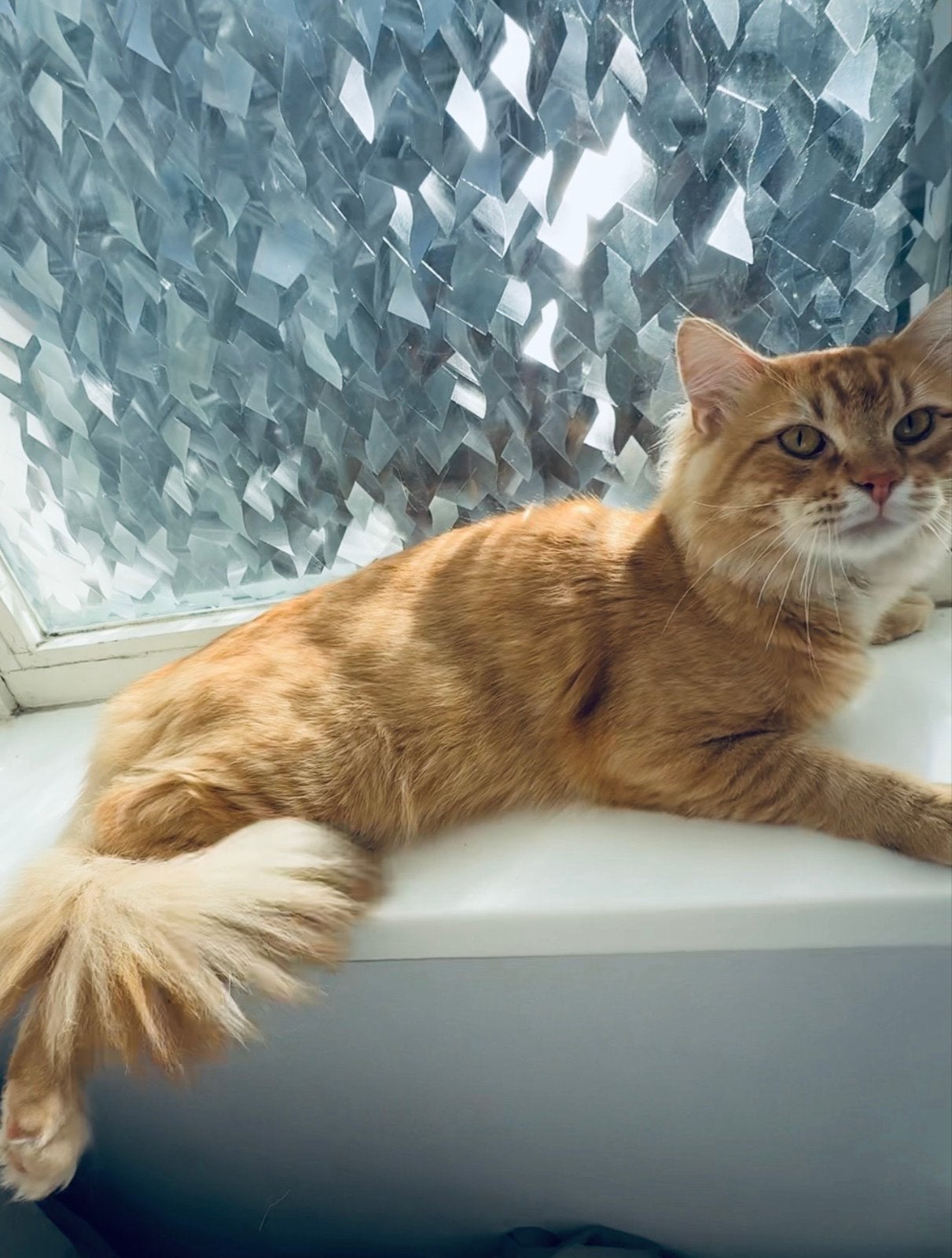 Maine  Coon  dekkater, Dieren en Toebehoren, 0 tot 2 jaar