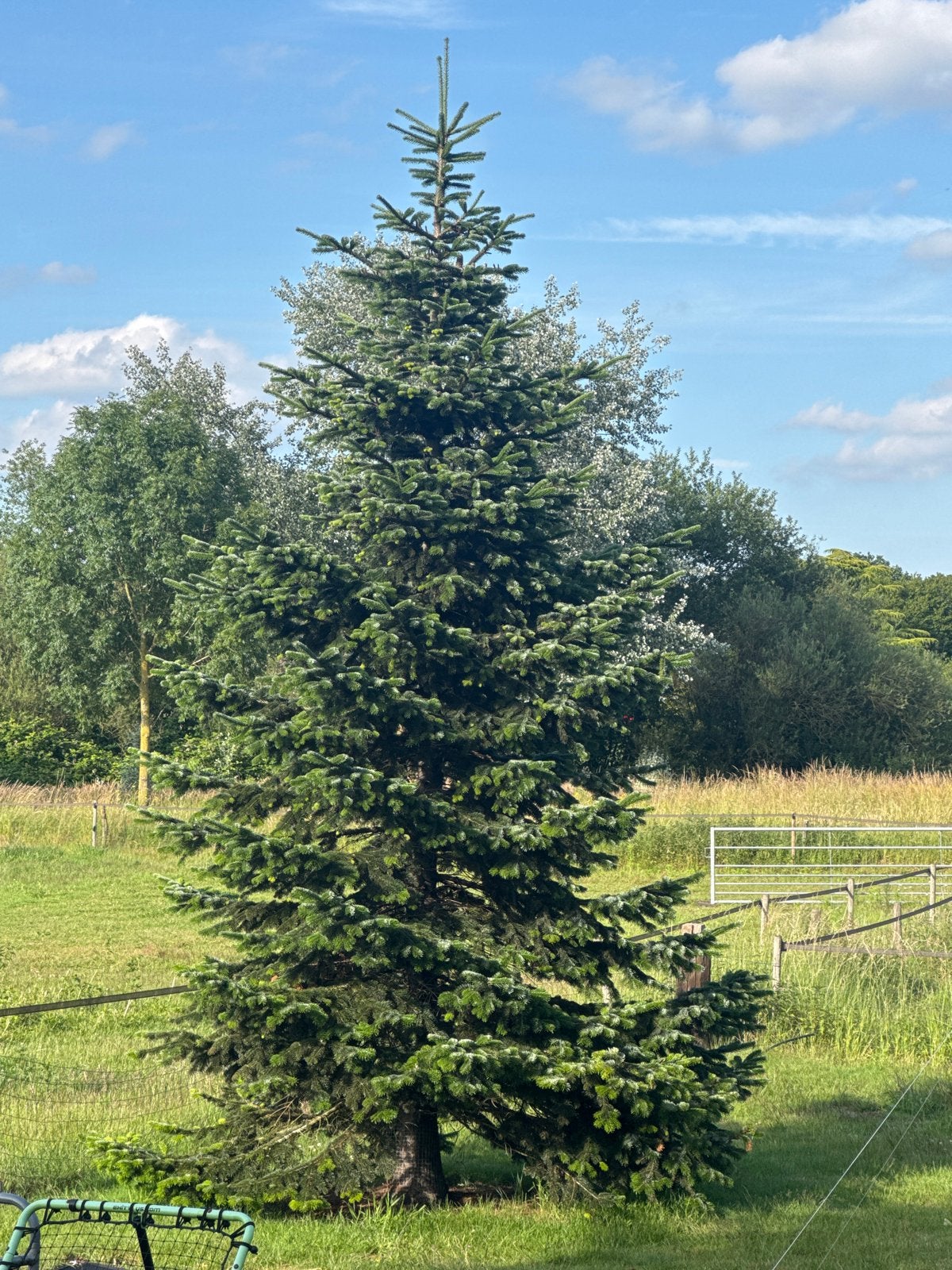 Grote Kerstboom / Spar - Ideaal voor Feestdagen, Tuin en Terras, Planten | Bomen, Volle zon, Bloeit niet, 400 cm of meer, Overige soorten