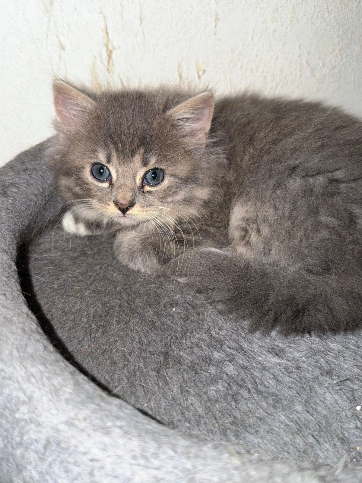 Halve Britse korthaar kittens, Poes, Ontwormd, 0 tot 2 jaar