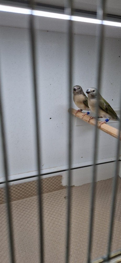 Gouldamadines, Geslacht onbekend, Geringd