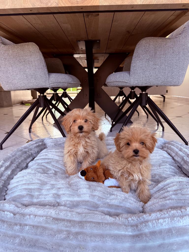 Mooie Maltipoo pups, Parvo, België, Particulier, 8 tot 15 weken