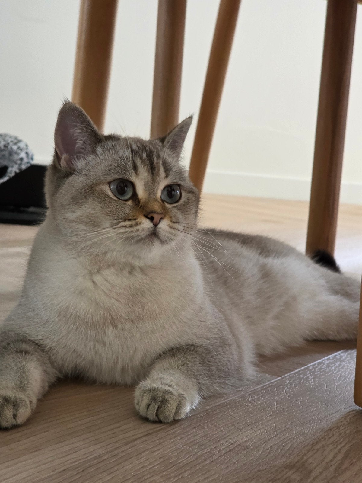 Britse korthaar, Poes