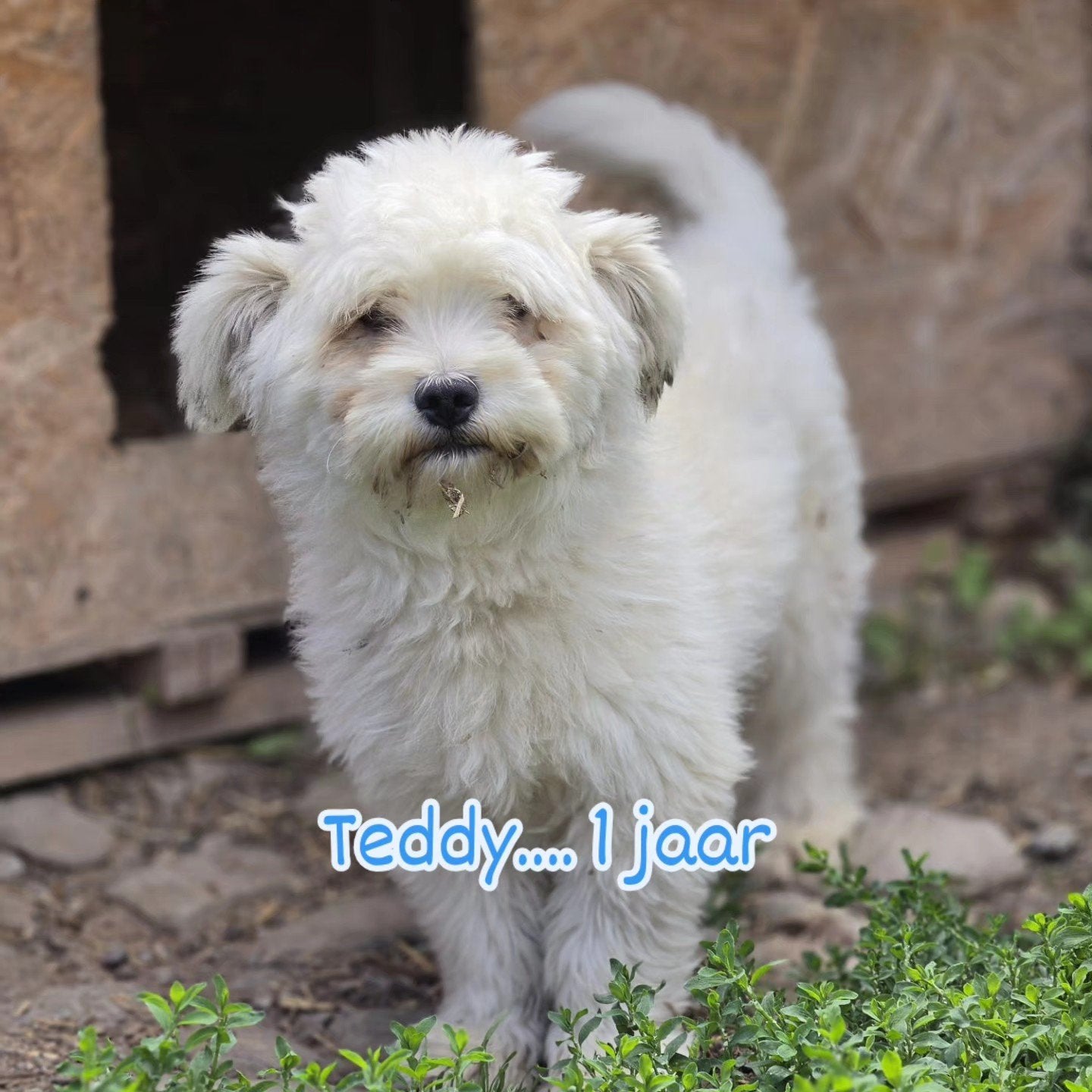 Teddy zoekt een baasje, Dieren en Toebehoren, Honden | Niet-rashonden, 1 tot 2 jaar, Buitenland, Parvo, Eén hond
