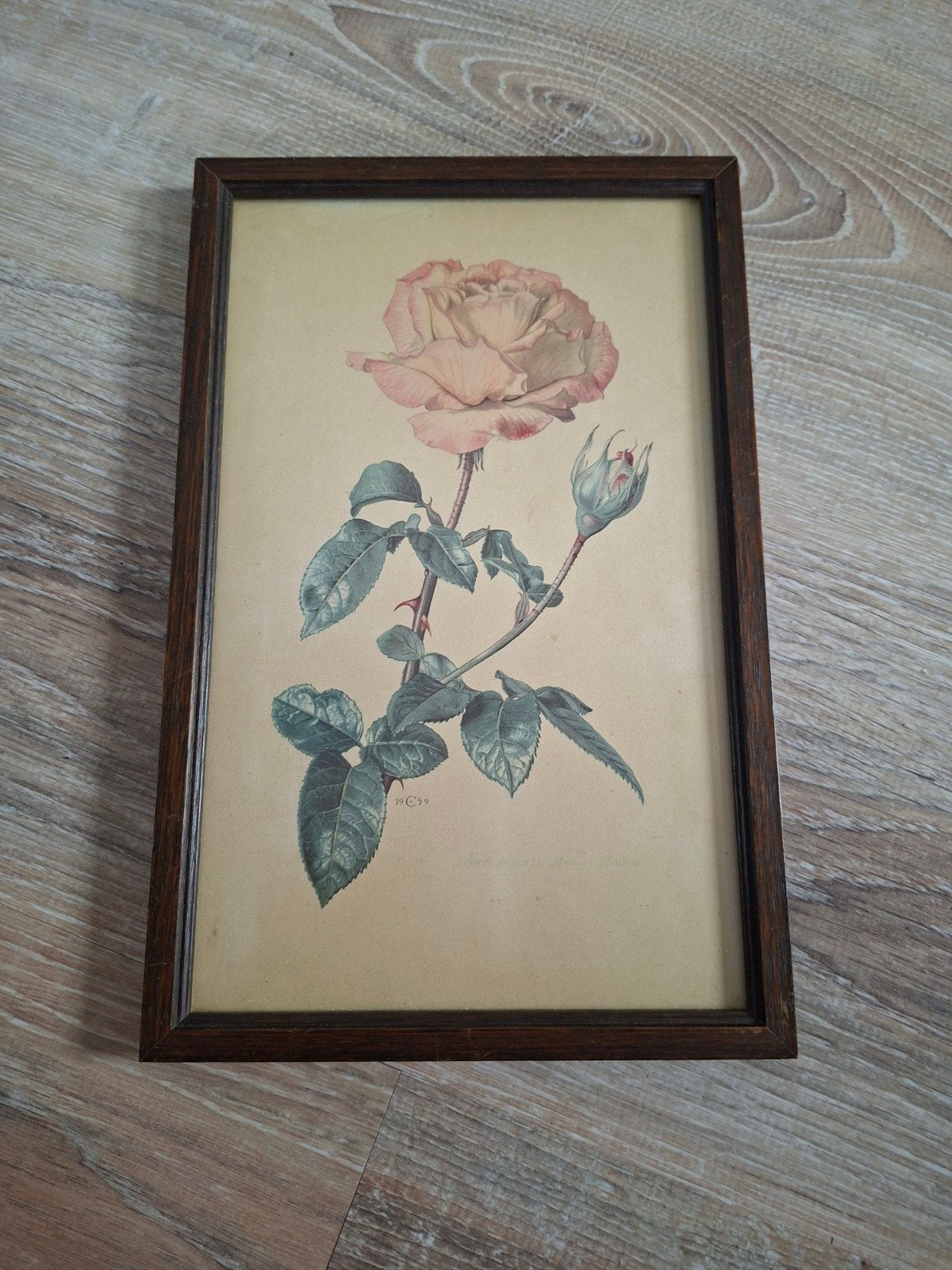 Botanische rozenprent - Rosa centifolia Bullata, Ophalen of Verzenden, Print, Prent, Ingelijst