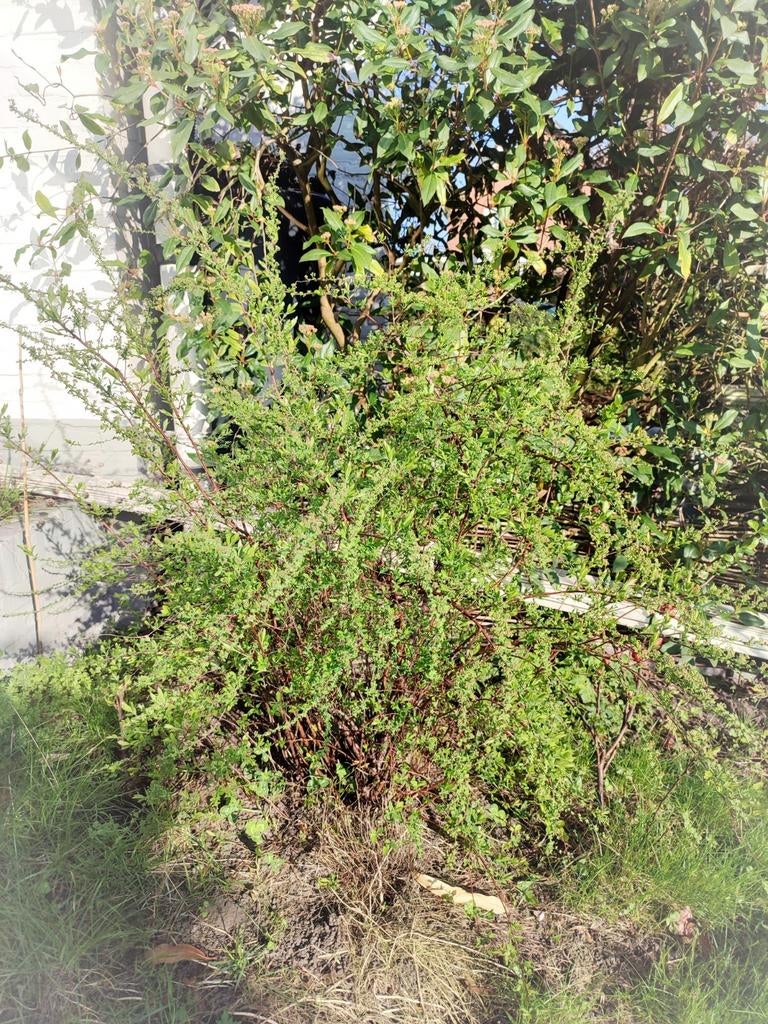 Spierstruik Spiraea cinerea 100-120 cm, Ophalen, Overige soorten, 100 tot 250 cm