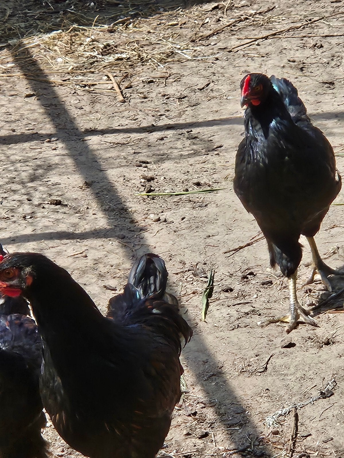 Barnevelder haantjes drie maanden oud, Dieren en Toebehoren, Mannelijk, Kip