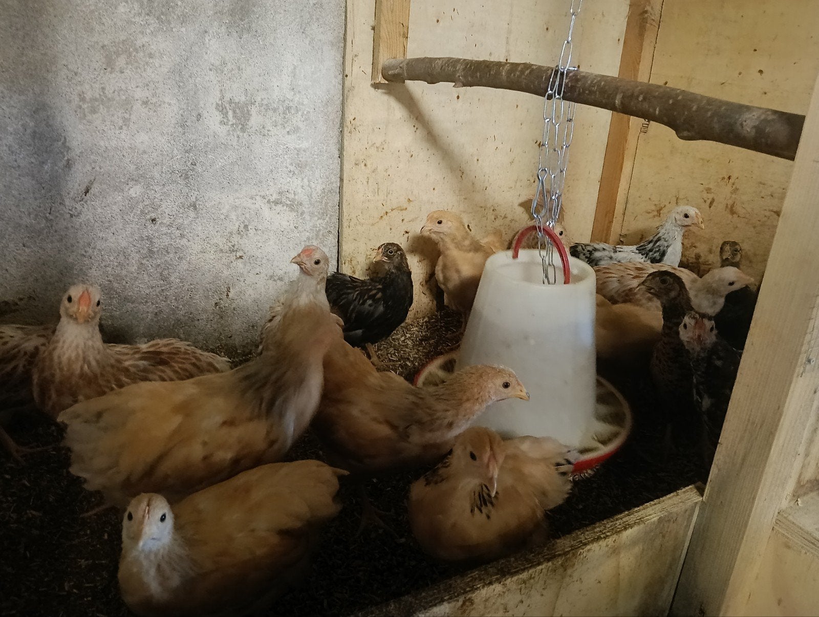 wyandotte hennen, Dieren en Toebehoren, Vrouwelijk, Kip