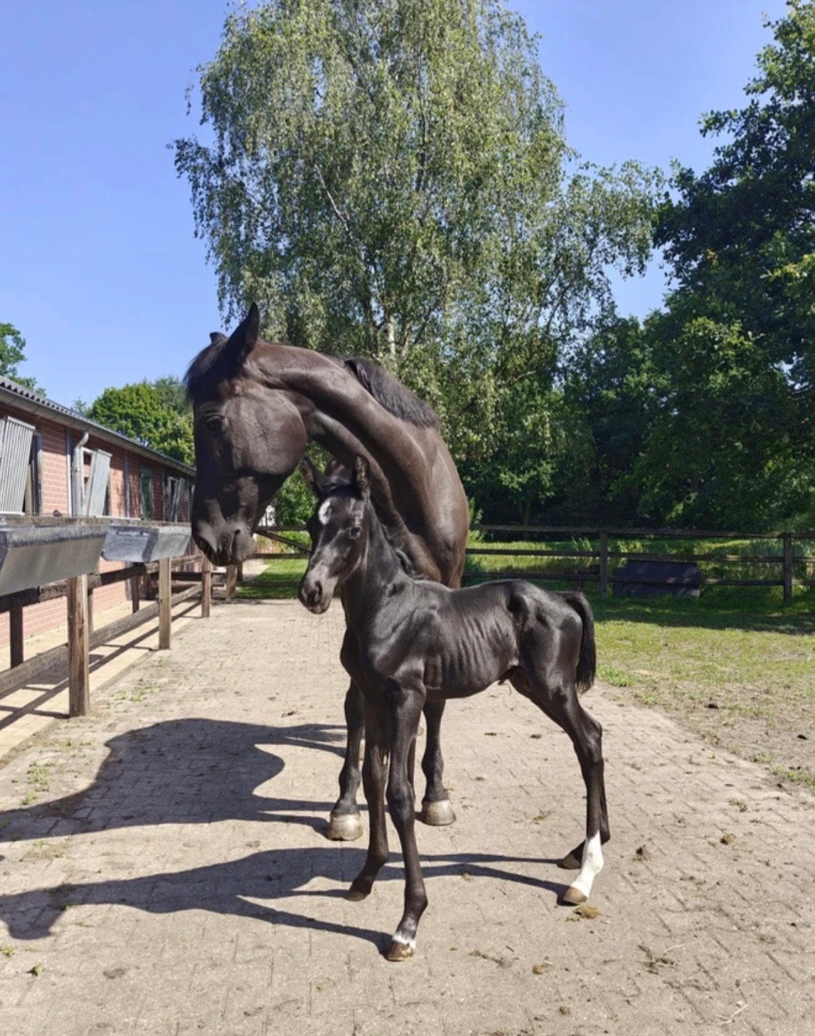 Prachtig zwart hengstveulen van de geweldige hengst Total PS, Dieren en Toebehoren, Hengst, Niet van toepassing, Dressuurpaard