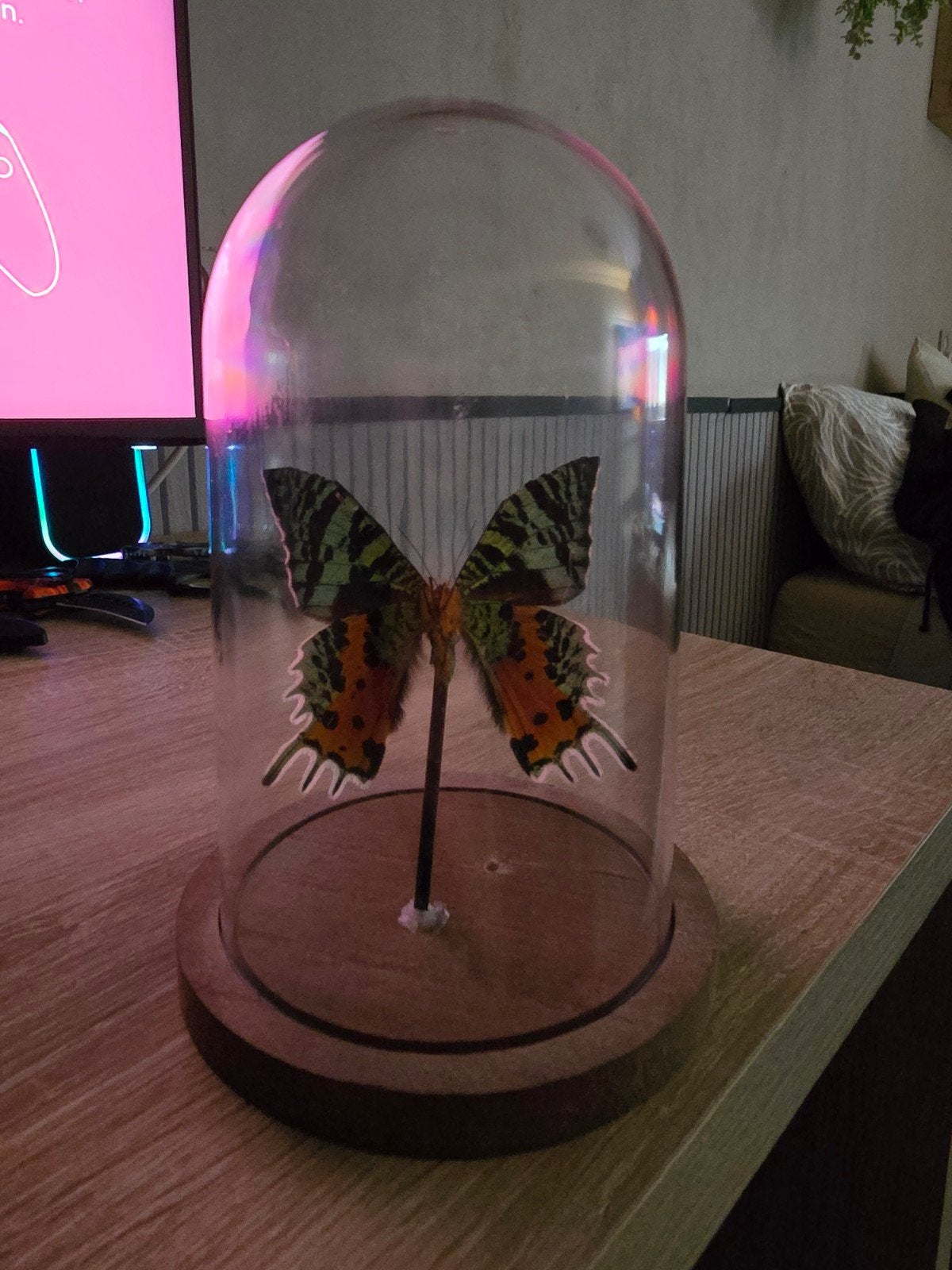 Opgezette vlinder in  stolp, Ophalen of Verzenden, Zo goed als nieuw, Insect, Opgezet dier