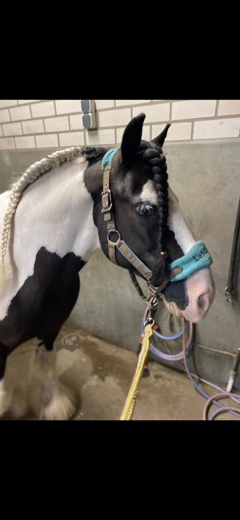 Knappe tinker ruin, Dieren en Toebehoren, Pony's, Ruin, 11 jaar of ouder