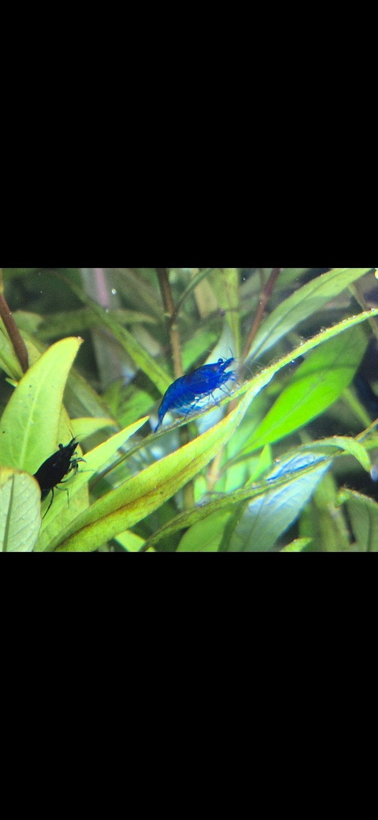 Blauwe garnalen, Kreeft, Krab of Garnaal