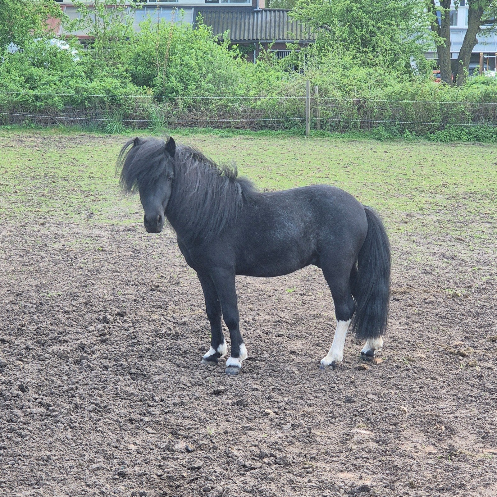 Ter dekking mooie fallabella hengst, Dieren en Toebehoren, Hengst