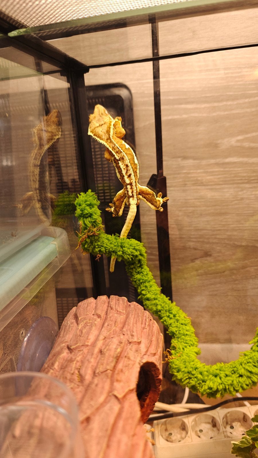 crested gecko male