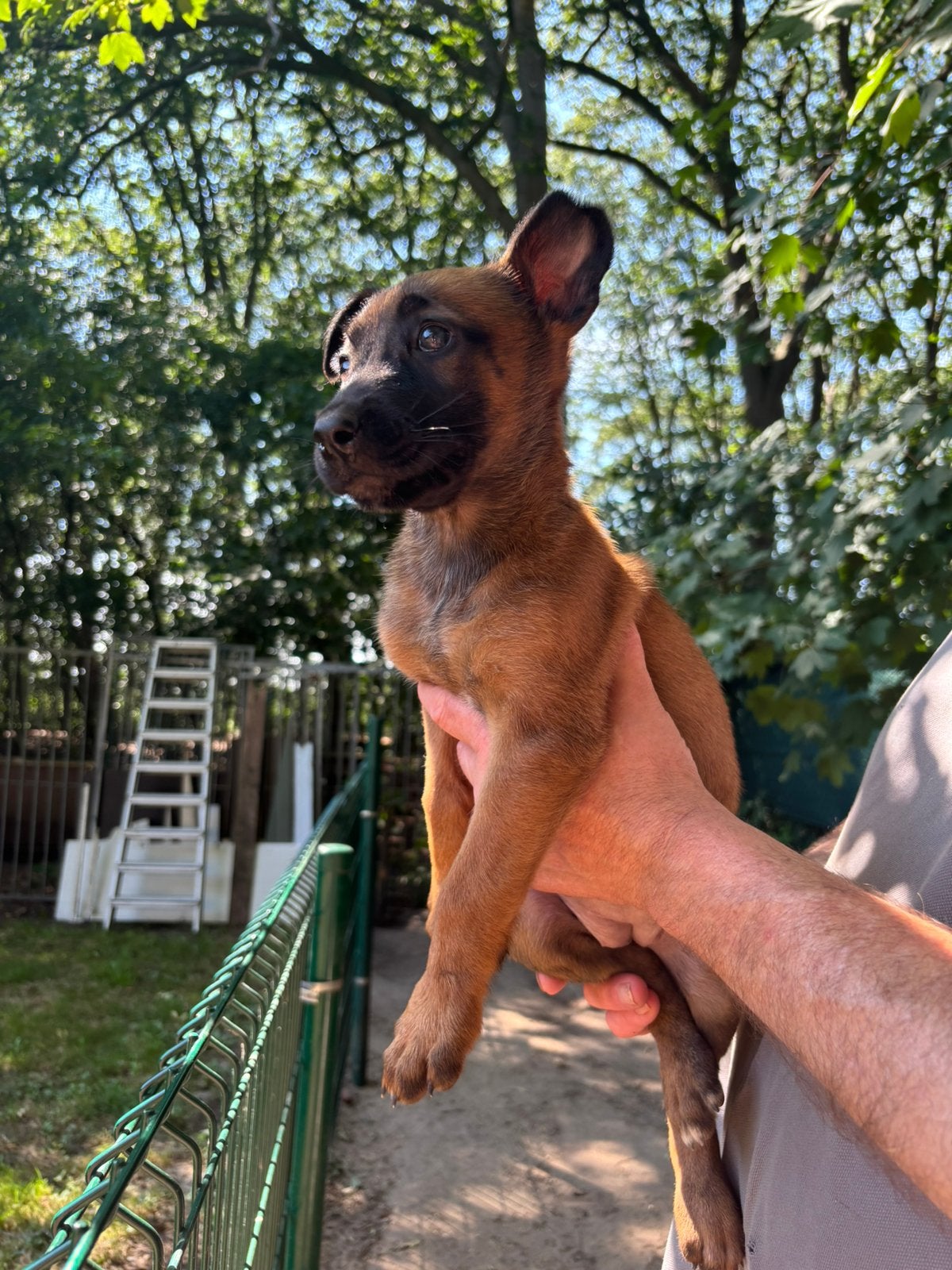 Mechelse Herder x Hollandse Herder puppy’s, Dieren en Toebehoren, Honden | Herdershonden en Veedrijvers, 8 tot 15 weken, Meerdere dieren