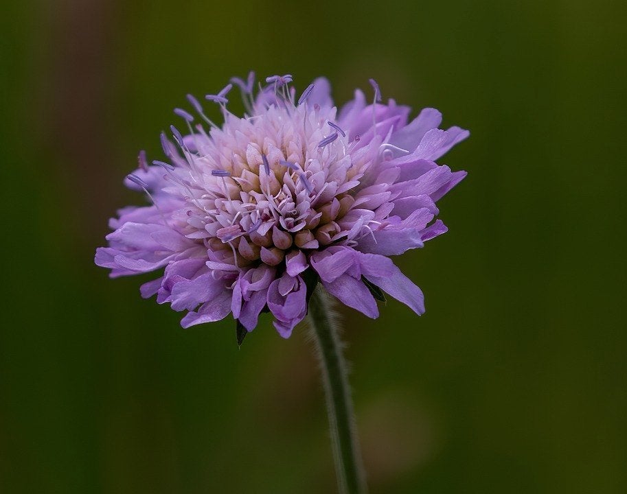Bio zaden Beemdkroon – Knautia arvensis | Inheems, Verzenden, Voorjaar, Halfschaduw, Zaad