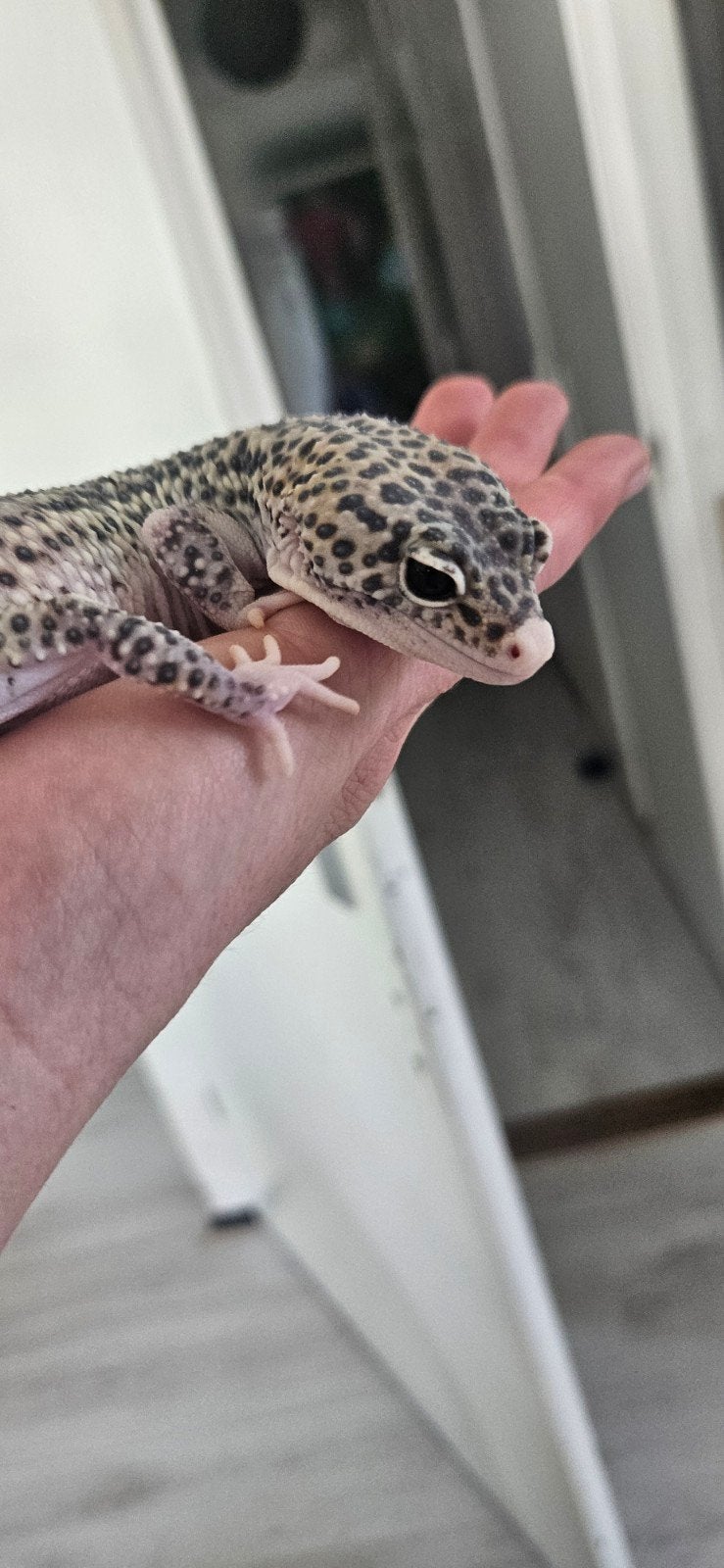 Luipaardgekko dame giant, Dieren en Toebehoren, Hagedis, 0 tot 2 jaar