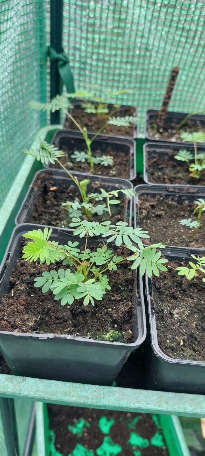 Mimosa pudica - Kruidje roer mij niet planten, Overige soorten, Volle zon, Vaste plant, Ophalen of Verzenden