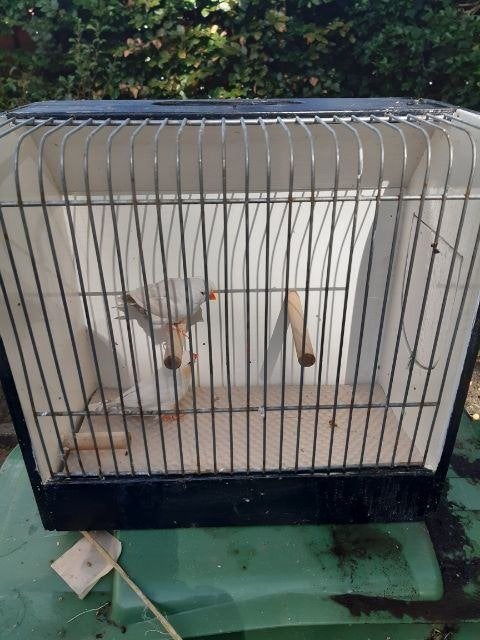 charcoal maskergrijs zebravinken, Dieren en Toebehoren, Meerdere dieren, Tropenvogel, Tam