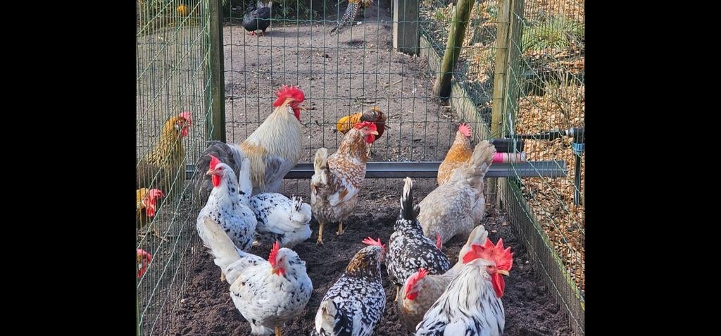Broedeieren bonte leghorn, Dieren en Toebehoren, Geslacht onbekend, Kip
