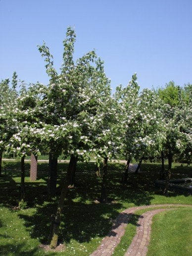 FRUIT Cydonia oblonga Kweepeer voedselbos eetbare tuin, Volle zon, Vaste plant, Verzenden, Fruitplanten