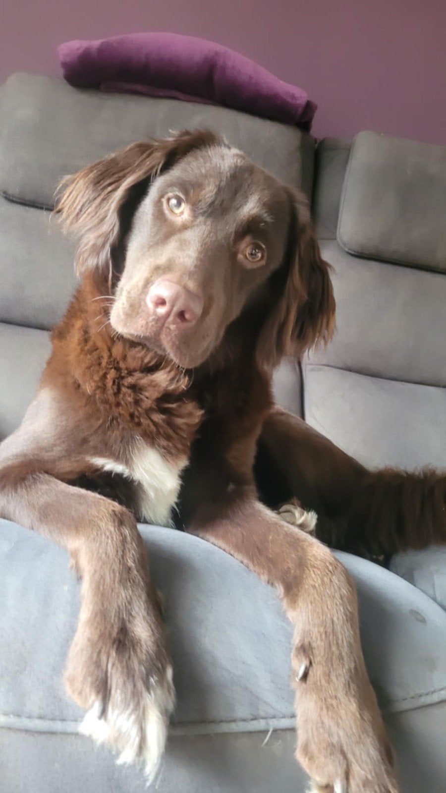 friese stabij / Labrador, 1 tot 2 jaar, Teef, Eén hond, Middel