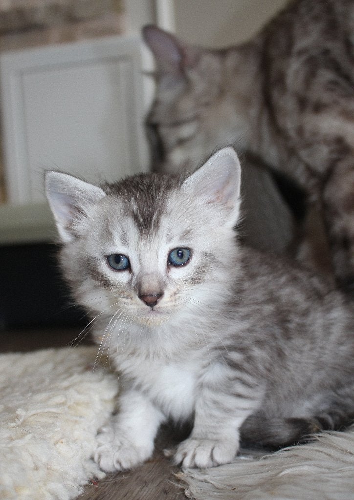 prachtige kittens uit mink bengaal / zilveren siberische kat, Meerdere dieren, Gechipt