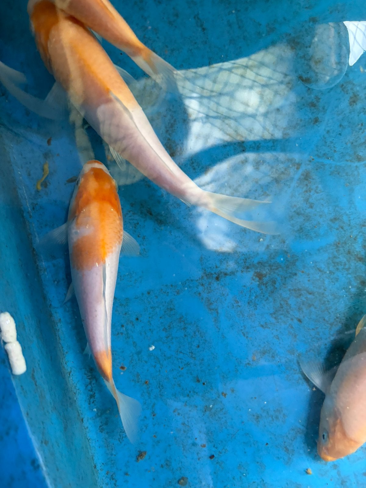 Koi Kohaku, Dieren en Toebehoren, Karper of Koi