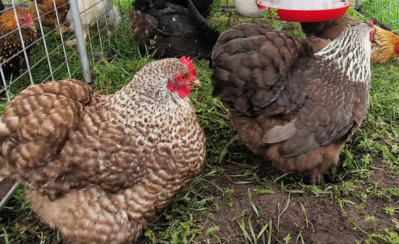 Te koop cochin kriel hennen, Dieren en Toebehoren, Pluimvee, Vrouwelijk, Kip