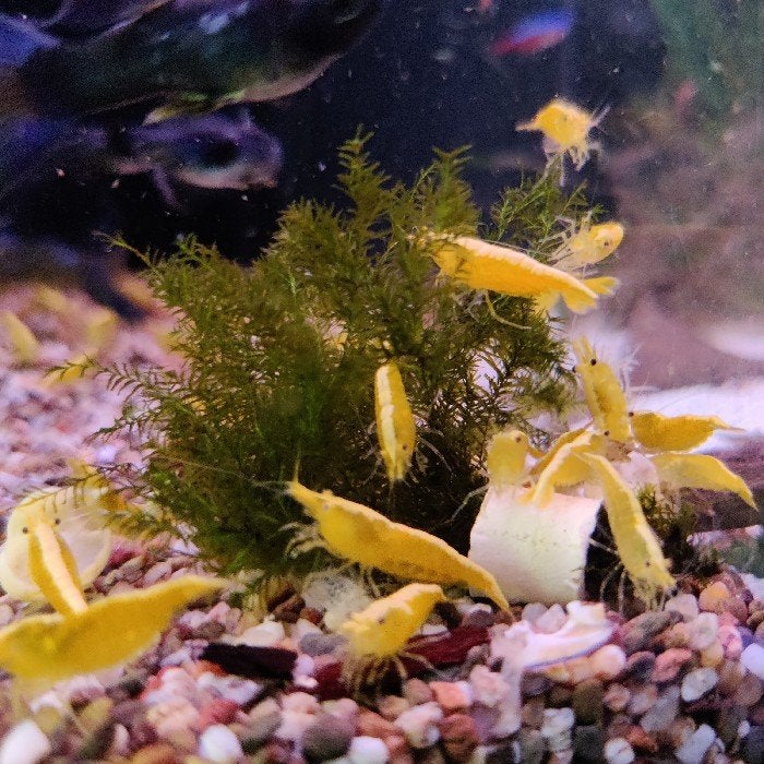 Neocaridina heteropoda, Vis