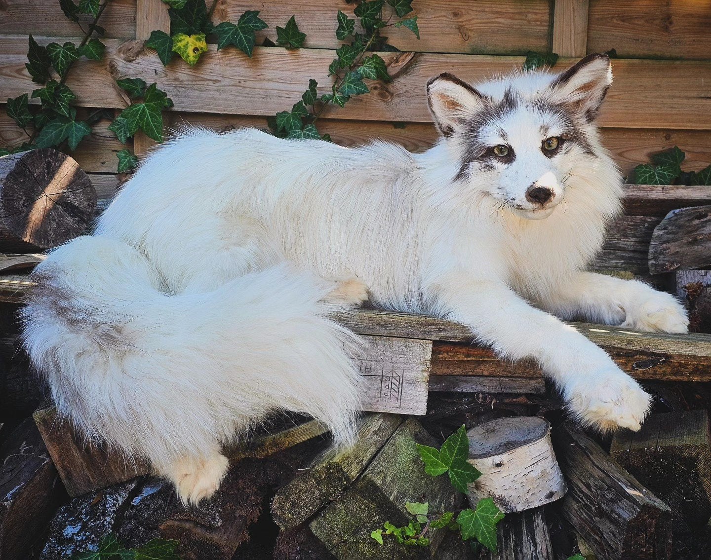 softmount taxidermie vos, Ophalen of Verzenden, Nieuw, Wild dier, Opgezet dier