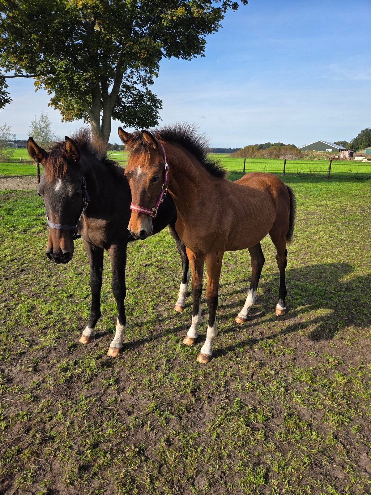 Tekoop: Meerdere Tuigpaard Veulens, Meerdere dieren, Tuigpaard, Met stamboom, 0 tot 2 jaar