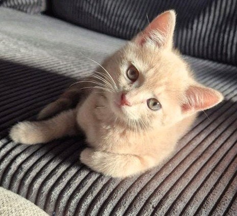 😻 XXL-FLUFFY Kitten (12 juli) crème-rode💙~BRITSE KORTHAAR!, 0 tot 2 jaar