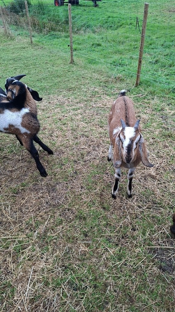 Geitje en bok bijna 1 jaar oud, Dieren en Toebehoren, Vrouwelijk, Geit