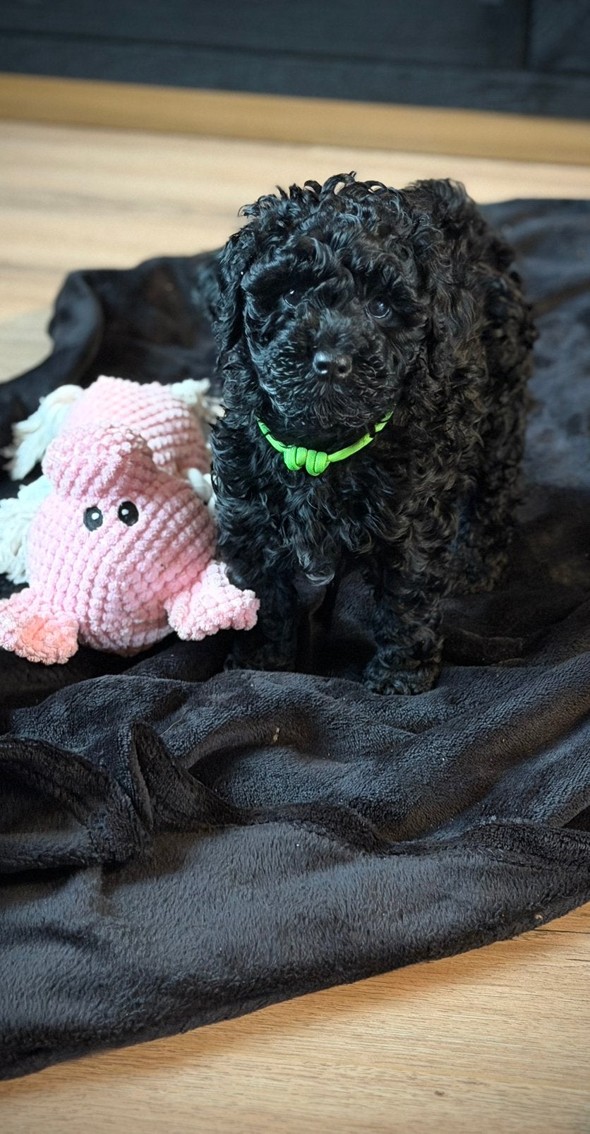 Ik mag verhuizen! 🐾🐻 💚Mini Australian Labradoodle, Dieren en Toebehoren, CDV (hondenziekte), 8 tot 15 weken, Eén hond, Nederland