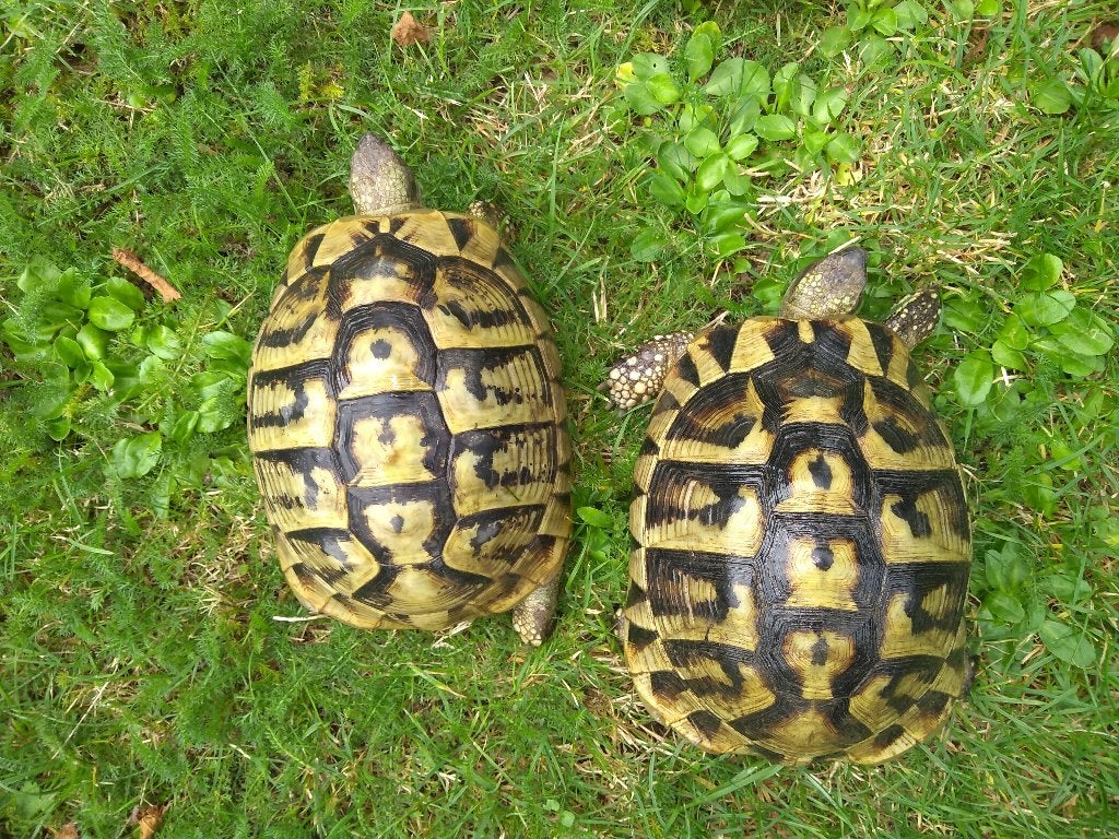 Griekse landschildpadden - hobbykweker -  Landschildpad Tortoise - unknown for sale from Eddy Van Caeneghem