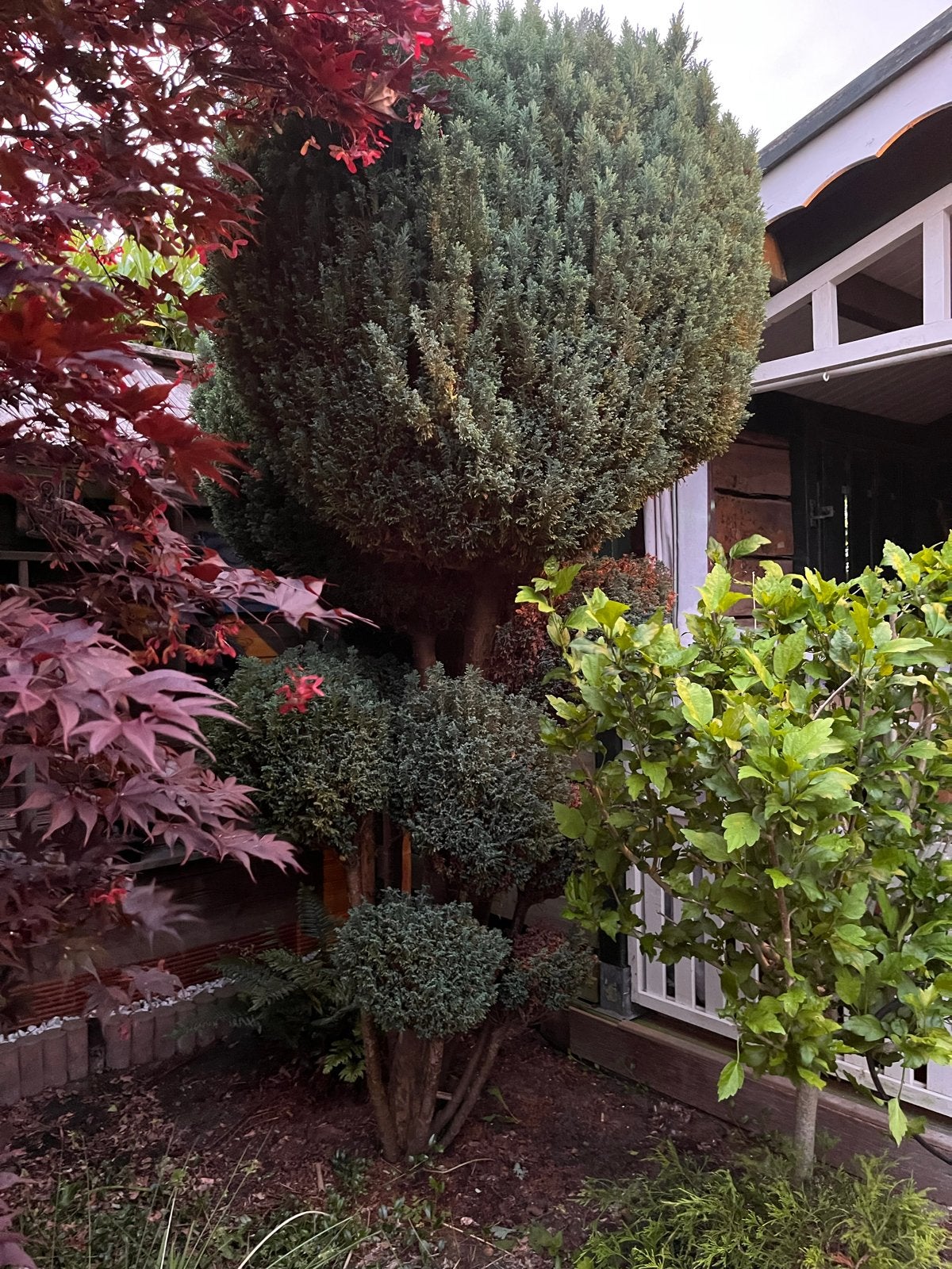 Pom pomboom - Unieke vorm voor elke tuin, Volle zon, Vaste plant, Bloeit niet, Ophalen