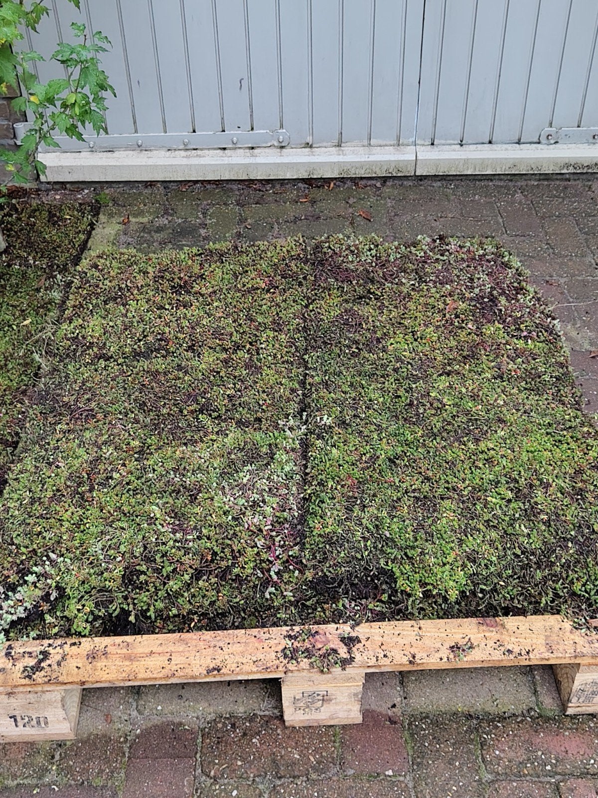 Sedummatten voor groendak of tuin (ca. 0,5m² per stuk), Ophalen, Bodembedekkers, Volle zon, Vaste plant