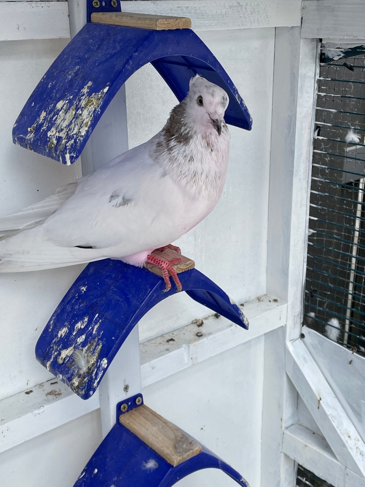 Hoogvliegers (perzieshe), Dieren en Toebehoren, Vogels | Duiven, Meerdere dieren, Overige soorten
