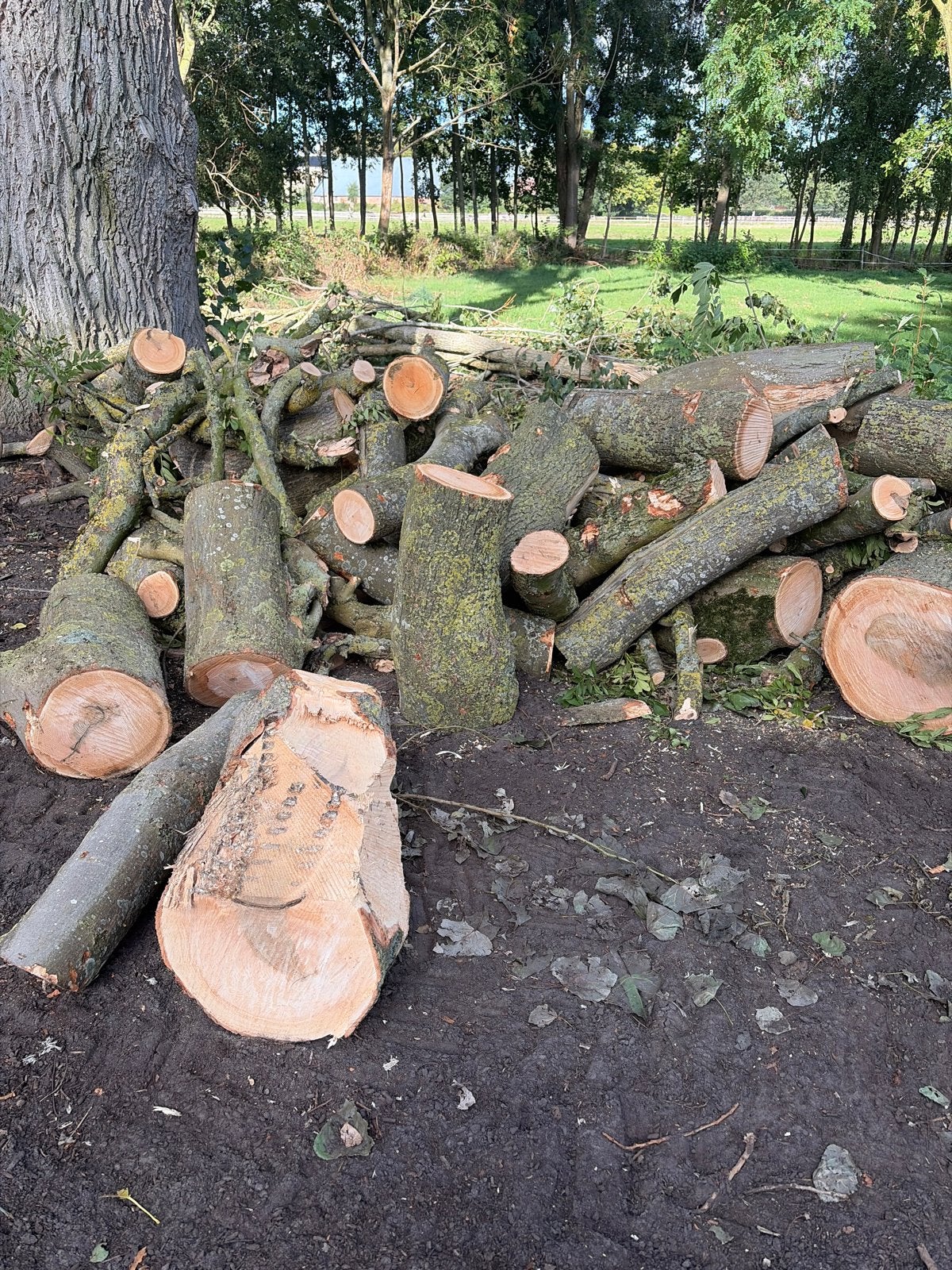 Grote partij gekapt hout, diverse stammen en takken, Tuin en Terras, Minder dan 3 m³, Ophalen, Overige houtsoorten, Blokken