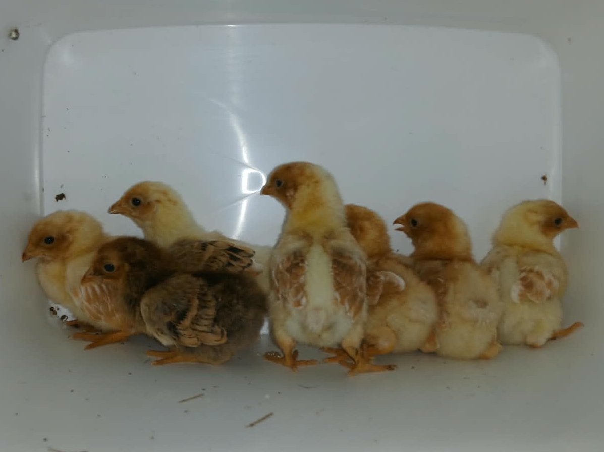 Wyandotte kriel kuikens ongesekst, Dieren en Toebehoren, Geslacht onbekend, Kip