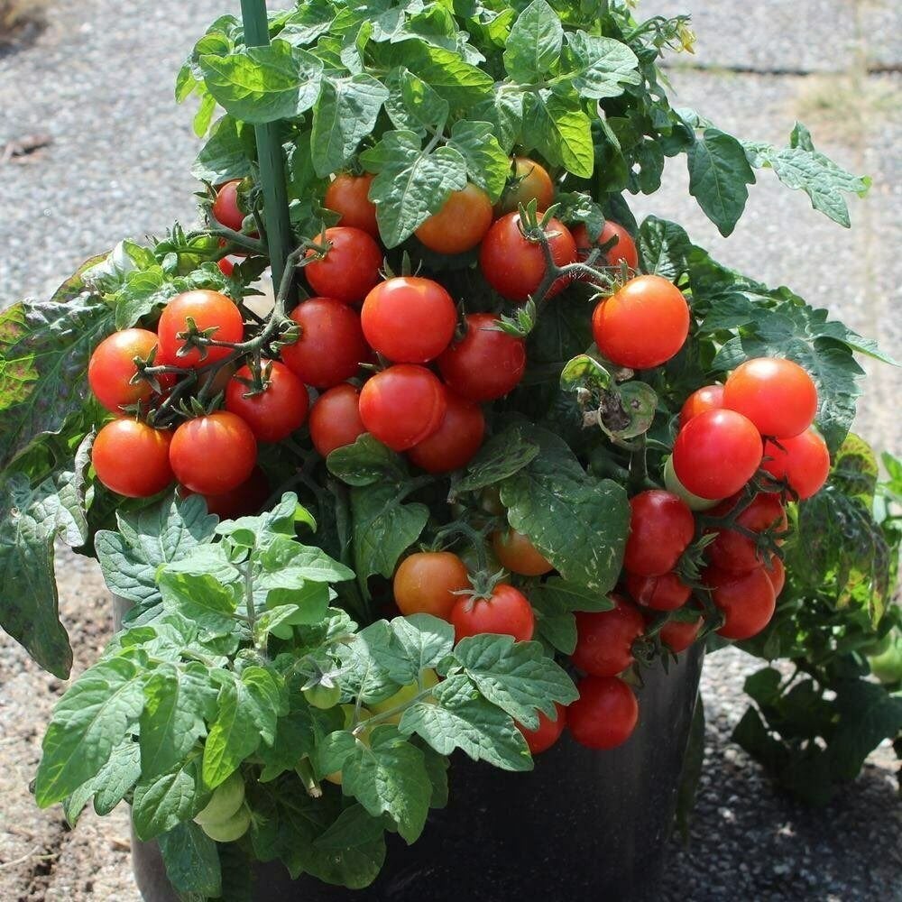 Te koop: tomaten planten ‘Tiny Tim’ zaailingen, Ophalen, Eenjarig, Overige soorten, Volle zon