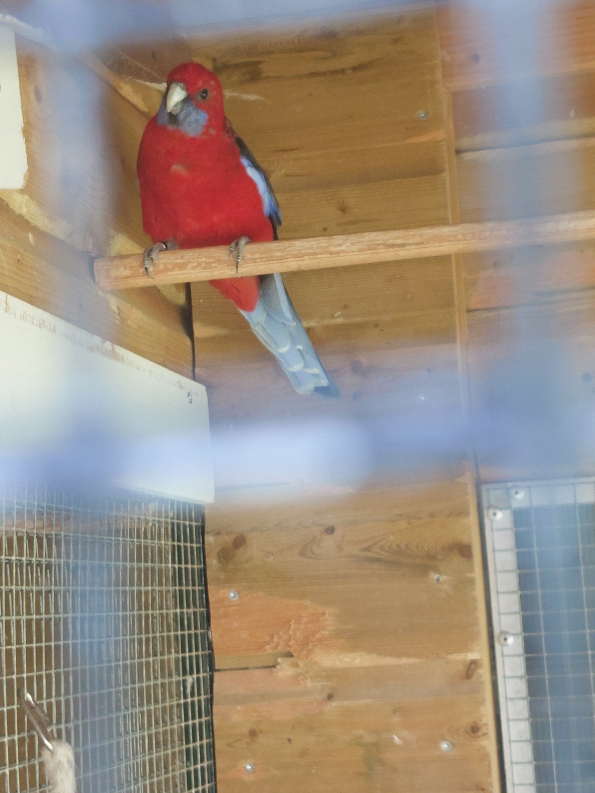 pennant rosellas man en pop, Dieren en Toebehoren, Meerdere dieren, Parkiet, Geringd