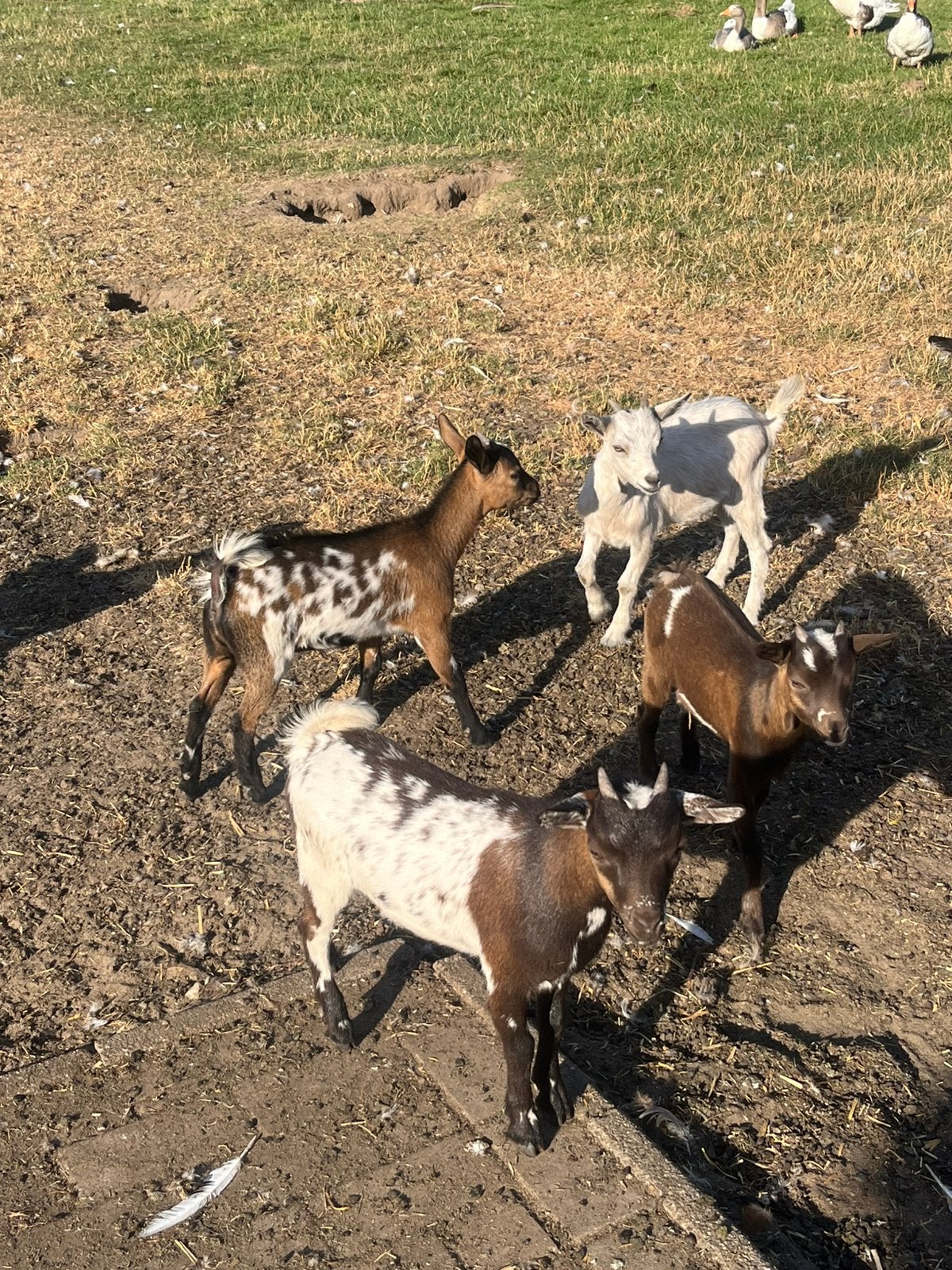 6 prachtige geitjes, Dieren en Toebehoren, Schapen, Geiten en Varkens, Vrouwelijk, Geit
