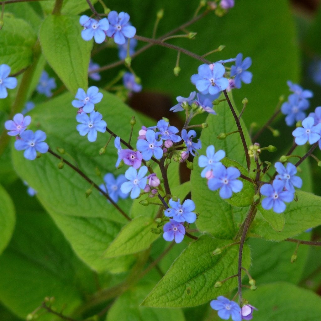 Vaste plant Brunnera macrophylla of vergeet-mij-nietje, Ophalen, Bodembedekkers, Vaste plant, Halfschaduw