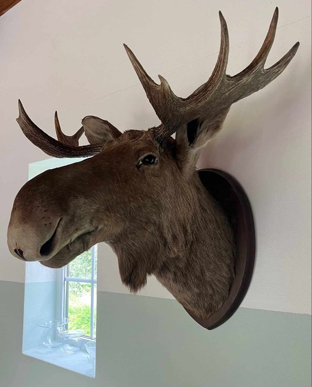 Grote Eland Kop Taxidermie, Ophalen, Gebruikt, Wild dier, Opgezet dier