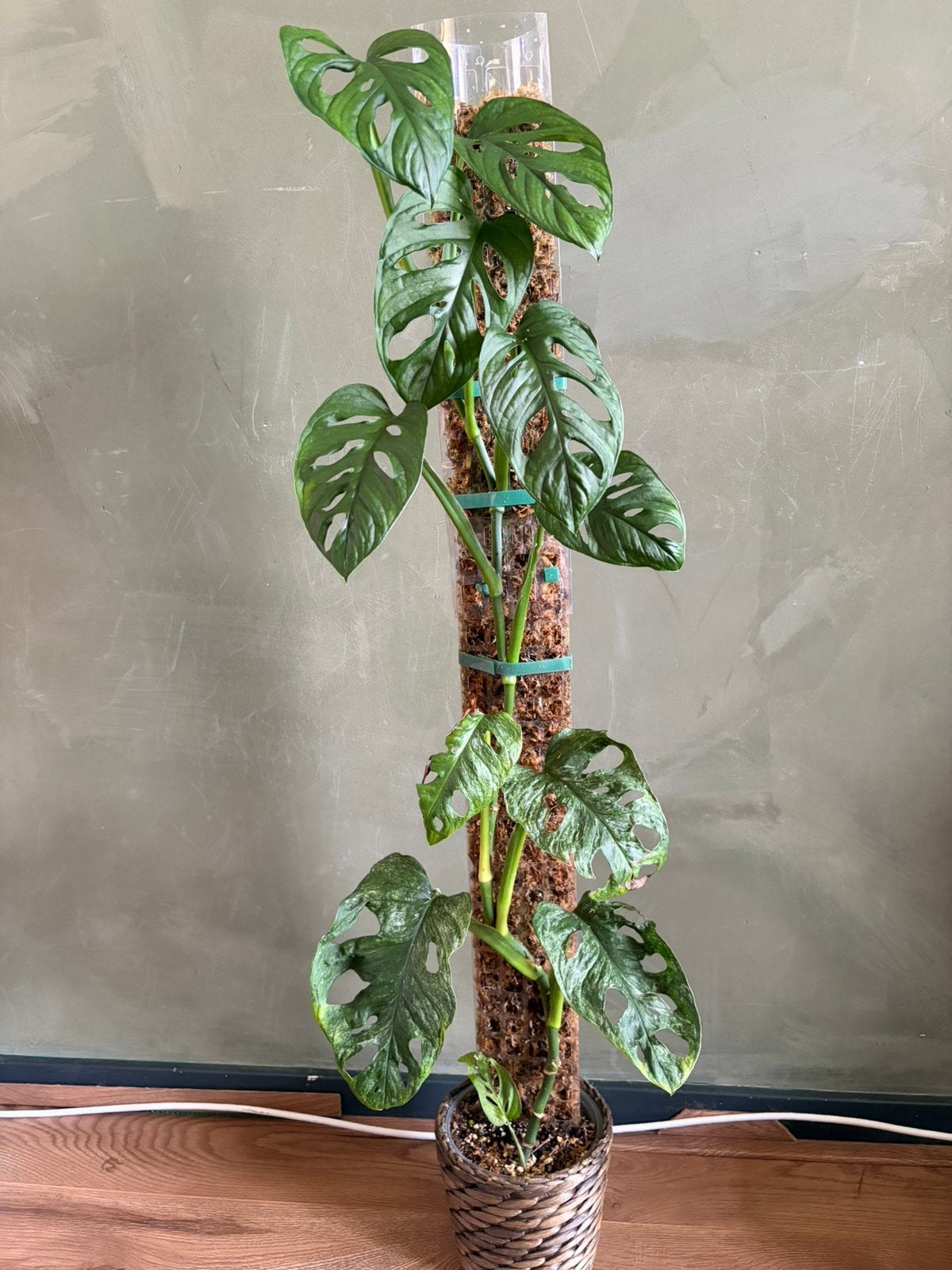 Monstera Adansonii Mint Variegata Stek, Huis en Inrichting, Kamerplanten, Ophalen of Verzenden, Halfschaduw, Minder dan 100 cm