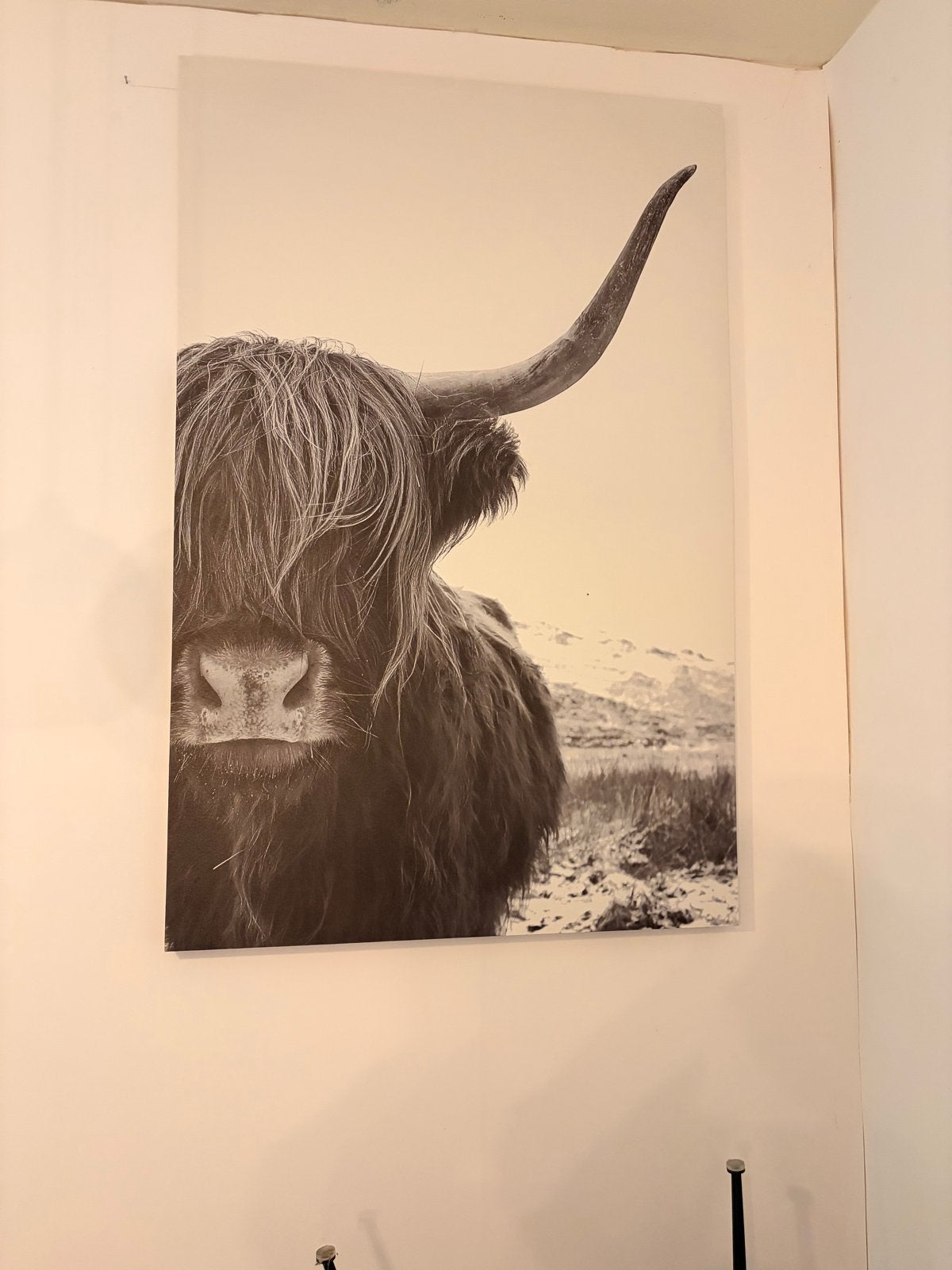 Schilderij Schotse Hooglander - Zwart-wit Canvas, Ophalen, Dieren, Print, Op houten frame